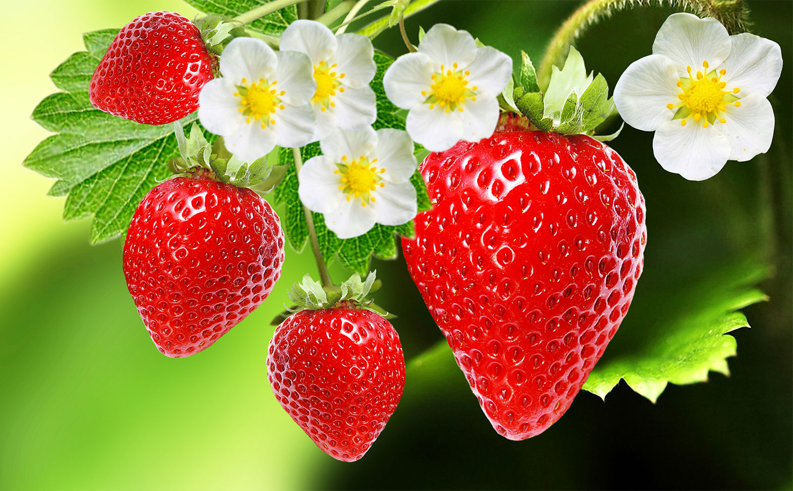 Strawberry Season with Robin Glowa