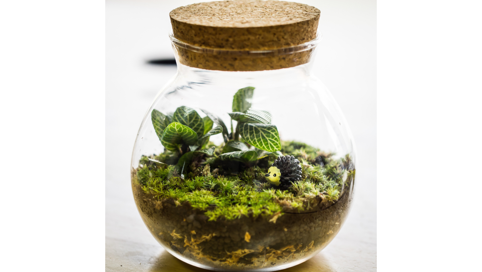 Take & Make Adult Craft: Terrariums - Woodbridge Town Library