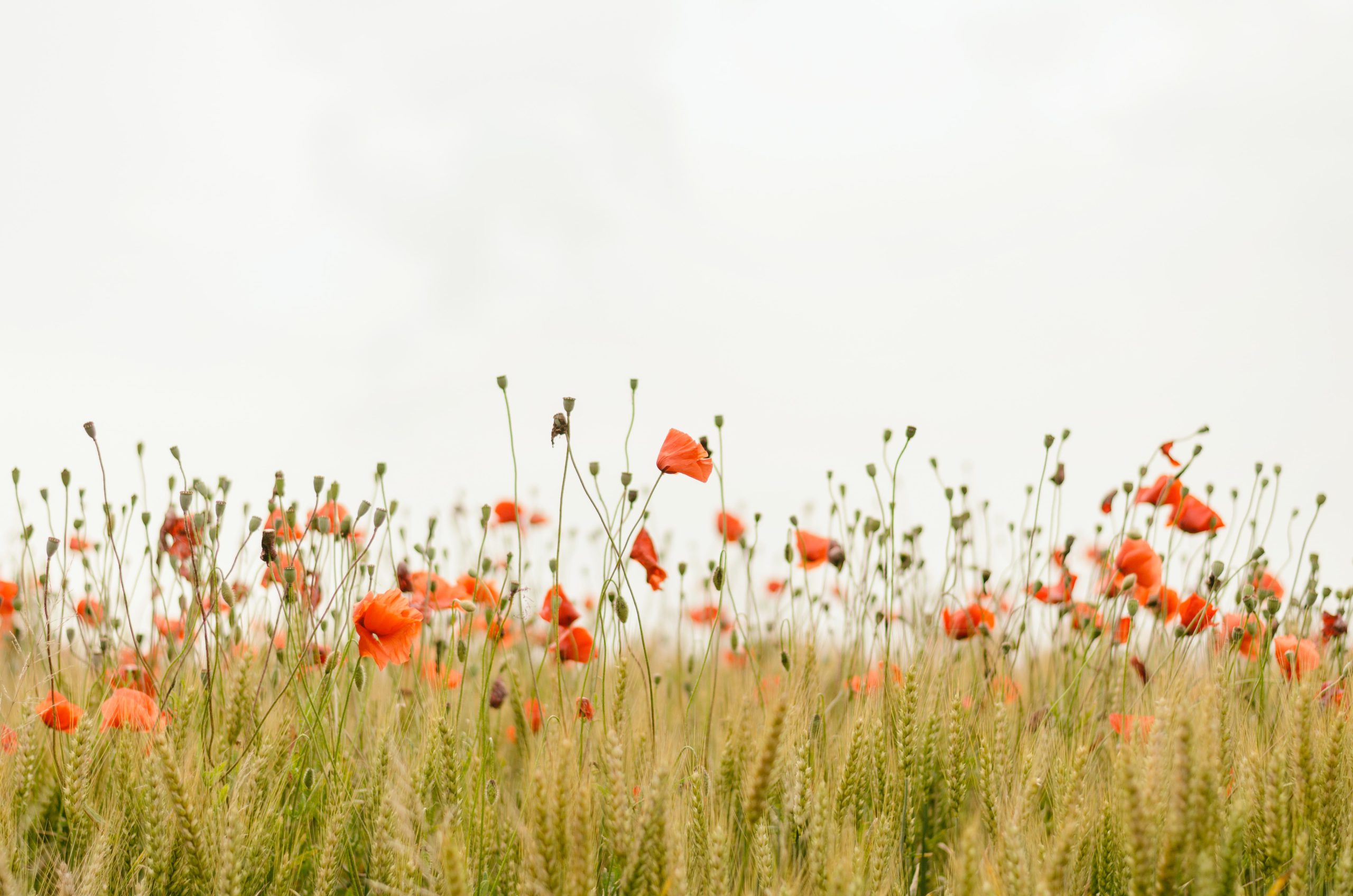 Nature as Healer