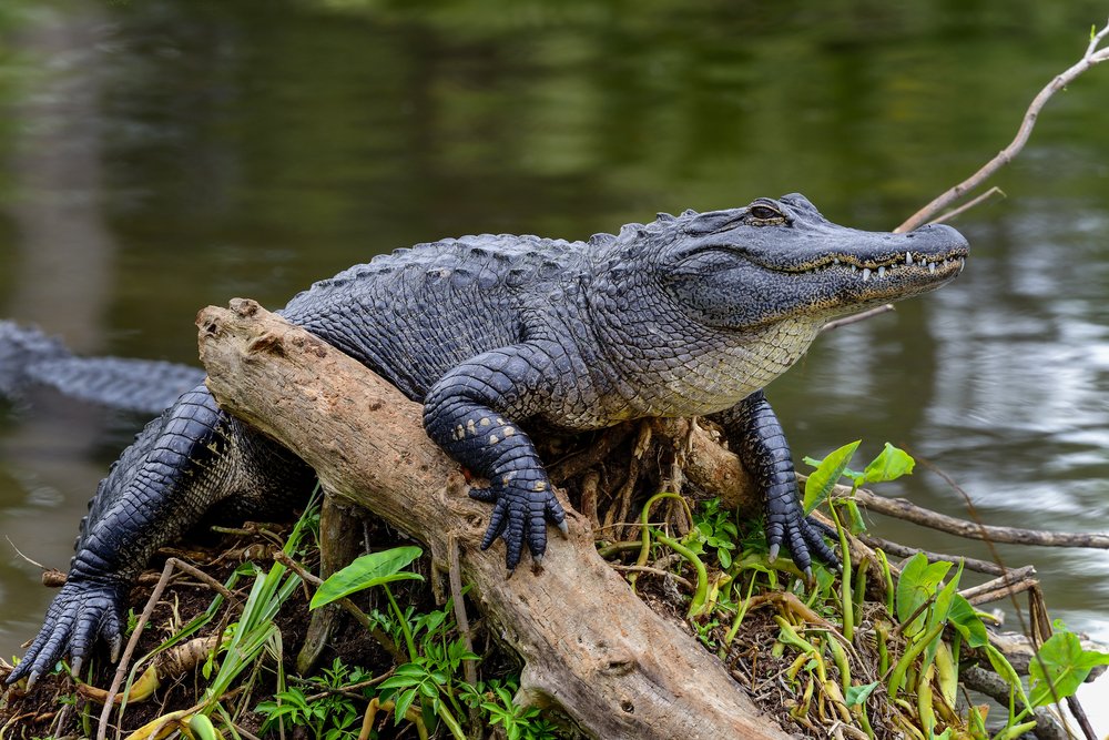 FURRY SCALY FRIENDS---NEW DATE!