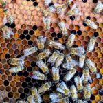 The History of Beekeeping and Connecticut's Role In Apiculture