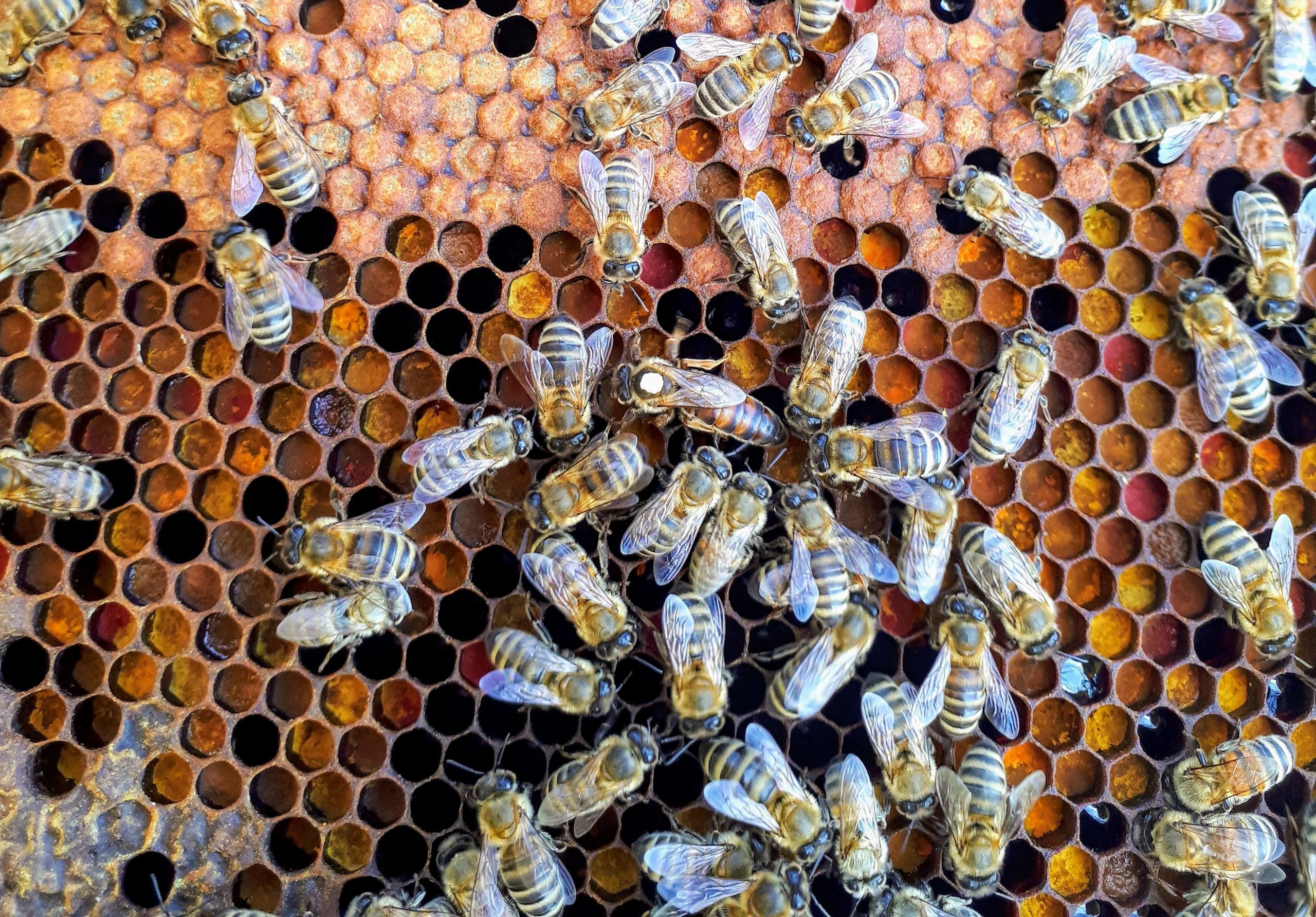 The History of Beekeeping and Connecticut's Role In Apiculture