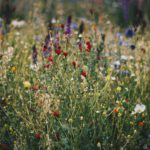 Nature Weaving